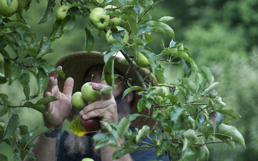 Apple Orchard: Thinning